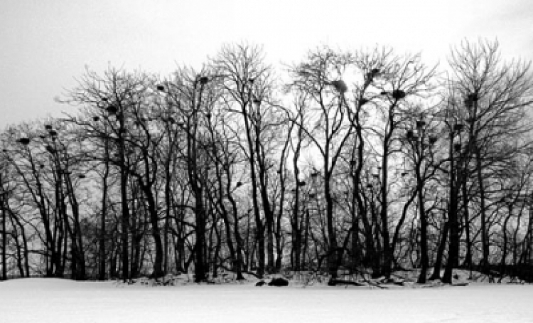 Ausstellung "Schwedische Winterbilder" im Atelier-zwei-zwei-drei, Bonn Mehlem